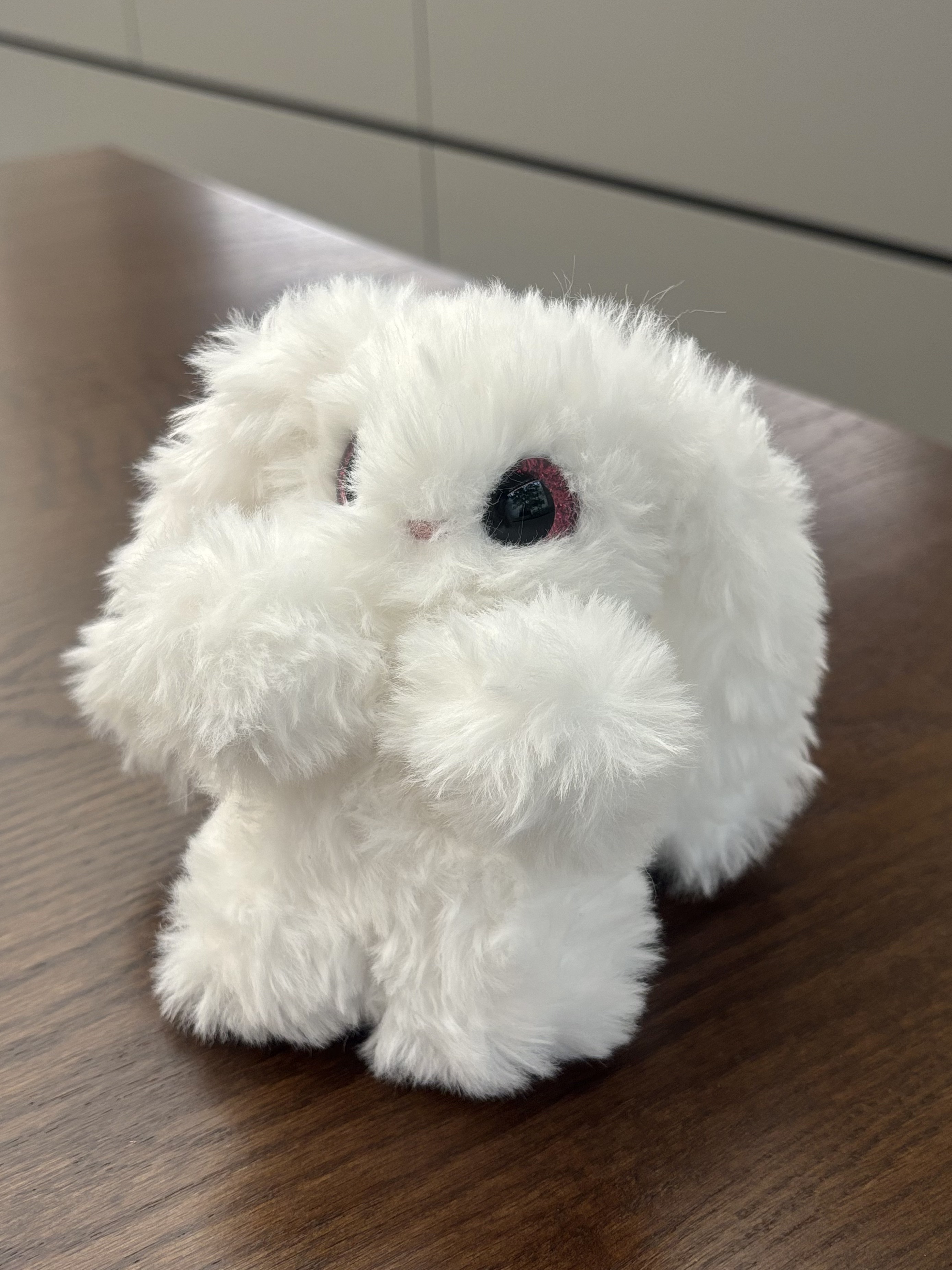 Lop Rabbit 5